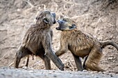 Two Olive baboons (Papio anubis),also called the Anubis baboon,Nakuru National Park,Kenya Nakuru National Park,.