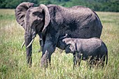 Afrikanische Buschelefanten (Loxodonta africana), auch bekannt als afrikanische Savannenelefanten während der Pflege im Masai Mara National Reserve, Kenia.