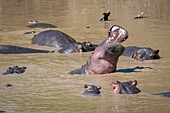 Mehrere Flusspferde (Hippopotamus amphibius) baden im schlammigen Wasser im Masai Mara Nationalpark, Kenia.
