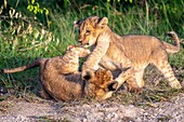 Lion cubs (Panthera leo) playing in Maasai Mara National Park,Kenya,Africa.