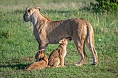 Ein weiblicher Löwe, der ihre Jungen (Panthera leo) im Maasai Mara National Park, Kenia, Afrika pflegt.