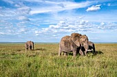 Afrikanische Buschelefanten (Loxodonta africana), auch bekannt als afrikanische Savannenelefanten auf einer wunderschönen Landschaft im Maasai Mara National Reserve, Kenia.