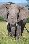 Eine Frontalansicht eines afrikanischen Buschelefanten (Loxodonta africana), auch bekannt als afrikanischer Savannenelefant in der Masai Mara National Reserve, Kenia.