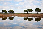 Diaccia Botrona natural reserve,swamp,Castiglione della Pescaia,province of Grosseto,Tuscany,Italy,Europe.