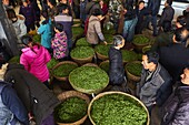 China,Sichuan province,Emei,fresh tea market,the pickers sale the leaves from the day crop.