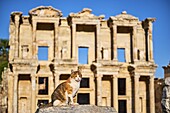 Türkei, Provinz Izmir, Stadt Selcuk, archäologische Stätte von Ephesus, viele Katzen verlassen das Gelände.