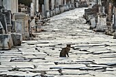 Türkei, Provinz Izmir, Stadt Selcuk, archäologische Stätte von Ephesus, Katze.