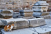 Türkei, Provinz Izmir, Stadt Selcuk, archäologische Stätte von Ephesus, Katze.
