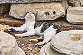 Turkey,Izmir province,Selcuk city,archaeological site of Ephesus,cat.