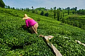 Turkey,the Black Sea region,tea plantation in the hills near Trabzon in Anatolia.