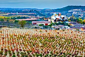 Marques de Riscal vineyards,Hotel and wine cellar. Elciego village. Rioja alavesa county. Alava,Basque Country,Spain,Europe.