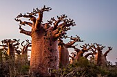 Baobabs in der Nähe von Andavadoaka, West-Madagaskar.