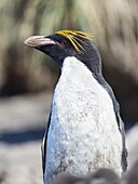 Makkaroni-Pinguin (Eudyptes chrysolophus) in Kolonie der Südlichen Felsenpinguine (Eudyptes chrysocome) auf den Falklandinseln, Bleaker Island. Makkaroni-Pinguine sind seltene Besucher auf den Falklandinseln. Südamerika, Subantarktis, Falklandinseln.