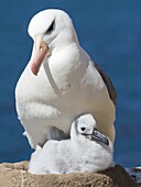 Erwachsener und Küken auf turmförmigem Nest. Schwarzbrauenalbatros oder Schwarzbrauenmollymawk (Thalassarche melanophris). Südamerika, Falklandinseln, Januar.