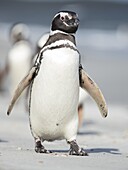 Magellanic Penguin (Spheniscus magellanicus). South America,Falkland Islands,January.