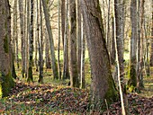 forest near Serignac-Peboudou,Lot-et-Garonne Department,New Aquitaine,France.
