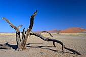 Namibia,Namib-Naukluft National park,Sesriem,near dune 45,dead acacia tree