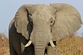 Afrikanischer Elefant (Loxodonta Africana), im Savuti-Sumpf. Chobe-Nationalpark, Botsuana.