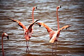 A couple of pink flamingos opening their wings in Celestun on Mexico's Yucatan peninsula,June 21,2009.
