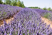 Lavender field in El Pobo Teruel Aragon Spain.