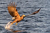 White-tailed sea eagle (Haliaeetus albicilla) in flight,hunting and catching fish,Flatanger,Norway.