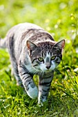 Silver tabby cat walking in the grass towards camera.
