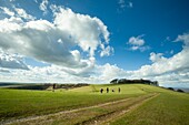 Vorfrühling am Chanctonbury Ring, prähistorische Wallburg im South Downs National Park, West Sussex, England.