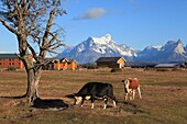 Chile,Magallanes,Torres del Paine,national park,ranch,cattle,.