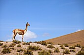 Chile,Antofagasta Region,Atacama Desert,vicuna,vicugna vicugna,.