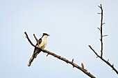 Jacobin Cuckoo (Clamator jacobinus) perched on tree. Keoladeo National Park. Bharatpur. Rajasthan. India.