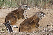 Cape ground squirrels (Xerus inauris),adults,looking out from the burrow entrance,Mountain Zebra National Park,Eastern Cape,South Africa,Africa.