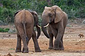 Afrikanische Buschelefanten (Loxodonta africana), zwei Männchen, die bereit sind, zu kämpfen, von Angesicht zu Angesicht, Addo Elephant National Park, Eastern Cape, Südafrika, Afrika.