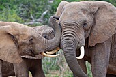 Afrikanische Buschelefanten (Loxodonta africana), drei Männchen spielen Kampf, Addo Elephant National Park, Eastern Cape, Südafrika, Afrika.
