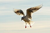 gull skillfully hovering in sunlight at Verbano lake,shot in bright winter light at Angera,Verbano,Varese,Lombardy,Italy.