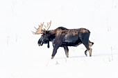 Bull Moose in Yellowstone Park.