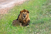 Männlicher Löwe, Panthera Leo, Masai Mara, Kenia, Afrika.