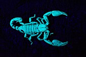 Scorpion under UV light,Scorpiones,Matheran,Maharashtra,India.