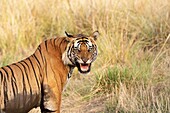 Tiger, Panthera Tigris, Bandhavgarh Nationalpark, Madhya Pradesh, Indien.
