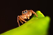 Female Jumping spider - Thyene imperialis,Satara,Maharashtra,India.