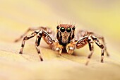 Male jumping spider,Plexippus petersi looking at you,Satara district,Maharashtra,India.