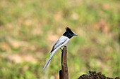 Indian Paradise flycatcher,white morph,Terpsiphone paradisi,Sattal,Nainital,Uttarakhand,India.