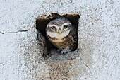 Spotted owlet,Athene brama,Blackbuck National Park,Velavadar,Gujarat,India.