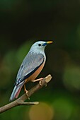 Kastanienschwanzstar, auch Graukopfstar (Sturnia malabarica), Salim Ali Bird Sanctuary, Thattekad, Kerala, Indien.