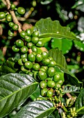 Coffea Cherries,Coffee Triangle,Salento,Quindio Department,Colombia.