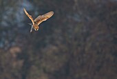 Schleiereule (Tyto alba) schwebt. Winter. Vereinigtes Königreich.