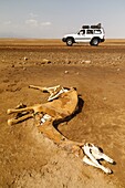 Dromedarie dead in Dallol. Danakil depression desert in Ethiopia. Africa.