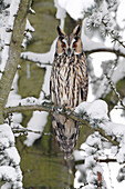 Waldohreule (Asio otus) im Winter, Utrecht, Niederlande