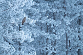 Bartkauz (Strix Nebulosa) im Winter, nördliches Minnesota