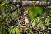 Ein Hoatzin (Opisthocomus hoazin), auch Reptilienvogel, Stinkvogel bzw. Canje-Fasan genannt, sitzt bewegungslos auf seinem Nest, nahe Manaus, Amazonas, Brasilien, Südamerika