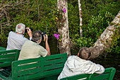 Touristen in einem hölzernen Pirogue-Kanu fotografieren Brasiliens Nationalorchidee, eine Cattleya labiata, nahe Manaus, Amazonas, Brasilien, Südamerika